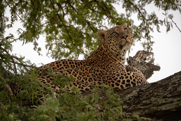 Leopard lies on tree branch looking up