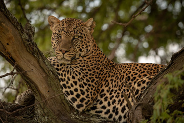 Leopard lies on tree branch watching camera