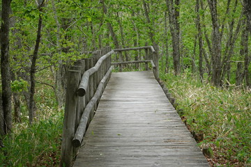 Landscape of Kushiro bog (the biggest bog in Japan / Hookaido)