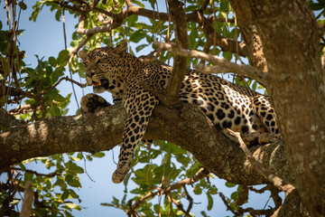 Leopard lies on twisted branch dangling leg