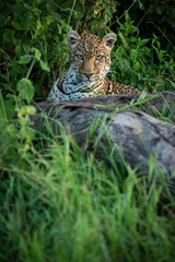 Naklejka na ściany i meble Leopard lying in bushes stares over log