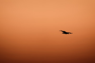 A sea eagle in flight at sunset