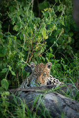 Leopard lying in bushes peeping over log