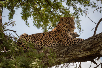 Obraz premium Leopard lying on branch framed by leaves