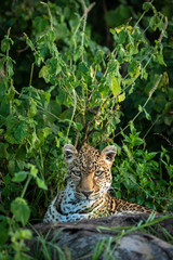 Leopard lying in bushes staring over log