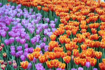 Tulip garden in the early morning hours with the beautiful light and the moning mist of winter season