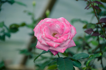 Soft focus beautiful pink rose with blur nature background, Thailand