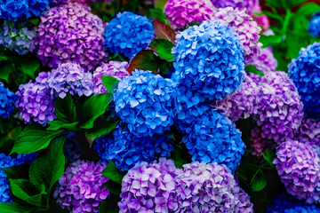 Beautiful Pink and Blue Hydrangea Flowers in the Garden on Sunny Summer Day