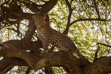 Fototapeta na wymiar Leopard sits on thick branch eyeing camera