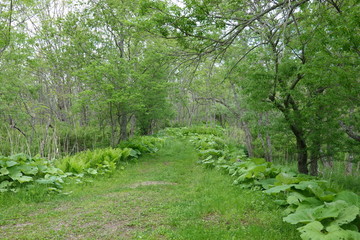 Landscape of Kushiro bog (the biggest bog in Japan / Hookaido)