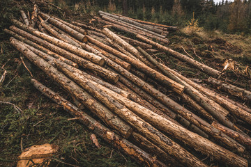 pile of logs in forest