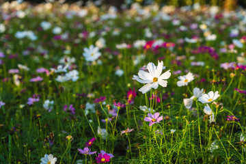 Daisy field that reflects the soft sunlight in morning time.