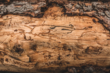 bark beetle in wood