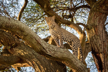 Fototapeta na wymiar Leopard stands looking down from thick branch