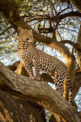 Fototapeta na wymiar Leopard stands on thick branch looking up