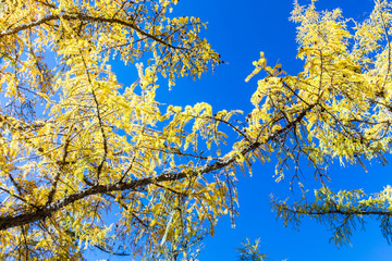 Yellow pine forest with snow-capped mountain and blue sky in the background at Yading Nature Reserve, Sichuan, China