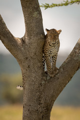 Leopard stands on tree fork watching camera