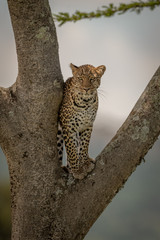 Leopard stands watching camera in tree fork