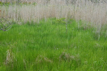 Landscape of Kushiro bog (the biggest bog in Japan / Hookaido)