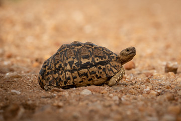 Leopard tortoise crossing dirt track facing right