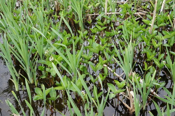 Landscape of Kushiro bog (the biggest bog in Japan / Hookaido)