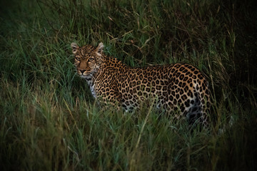 Fototapeta na wymiar Leopard walks through long grass at dawn