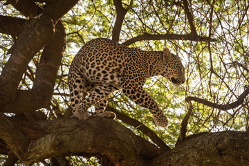 Leopard turns round on branch in tree