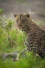 Leopard with wet coat sits with kill