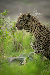 Leopard with wet coat sitting with kill