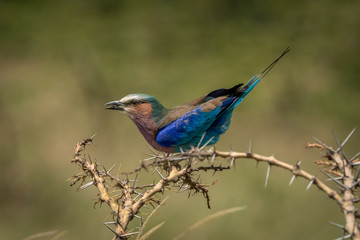 Lilac-breasted roller carries grub perching in thornbush