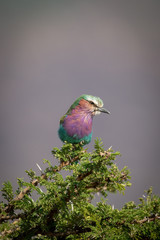 Lilac-breasted roller cocks head on thorn bush
