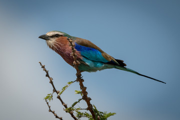Lilac-breasted roller crouches on branch before take-off