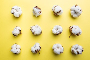 cotton flowers in hands on colorful bright yellow background, top view, flat lay