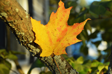 maple leaf