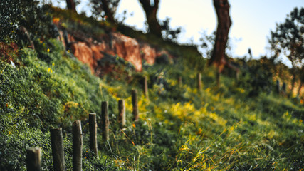 A close-up view with a shallow depth of field of a row of wooden poles as a part of an old fence or just denoting the border between the two areas surrounded by greenery on the hill; selective focus