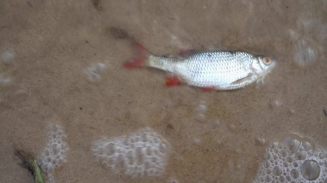 Dead roach fish on polluted water lake. Global water pollution. Gimbal motion