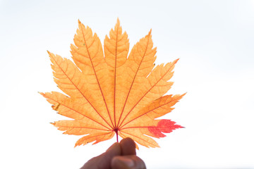Maple leaf fall autumn season for banner background.	
