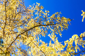 Yellow pine forest with blue sky in the background at Yading Nature Reserve, Sichuan, China