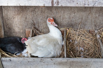 Brids lay eggs and incubate them in farm facilities