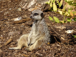 Fototapeta premium fed up funny Meerkat wildlife animal