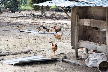 Free range chicken and poutry farming in Malaysia