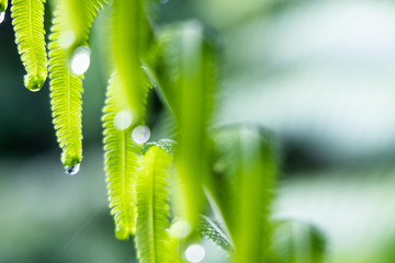 Closeup on water droplets on fern leaf tip after rain