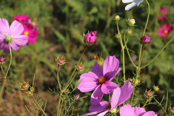 Pink flower macro picture