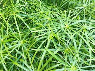 Bright saturated green leaves of home cyperus flower, crossed by network of linear leaves. Perennial herbaceous plant of the sedge family with thin green leaves, cyperus microcristatus, cyperaceae.