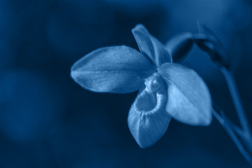 Blue toned orchid flower. Trendy color of spring-summer 2020 season