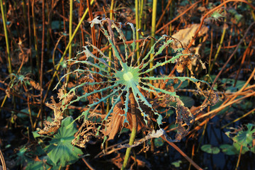 The withered lotus leaves in the pond