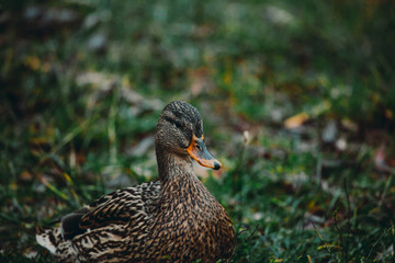 Close-up wild duck nibbles on grass and walks on green grass near a pond. Feathers in macro with water droplets.