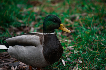 Close-up wild duck nibbles on grass and walks on green grass near a pond. Feathers in macro with water droplets.