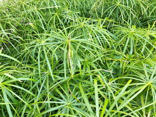 Bright saturated green leaves of home cyperus flower, crossed by network of linear leaves. Perennial herbaceous plant of the sedge family with thin green leaves, cyperus microcristatus, cyperaceae.