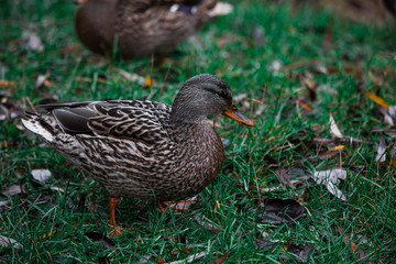 Close-up wild duck nibbles on grass and walks on green grass near a pond. Feathers in macro with water droplets.